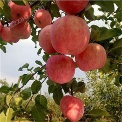 山东藤木苹果批发市场 源头红富士苹果代收价格 代收苹果 销售