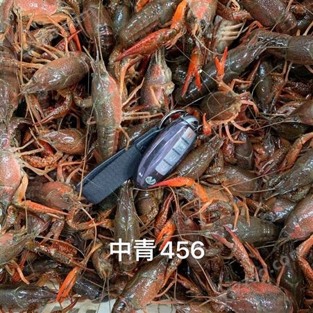 湖北小龙虾批发 潜江养殖基地出品优品小龙虾 50斤起发保证鲜活