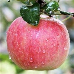 膜袋藤木苹果价格 代理加工带包装辽伏苹果 代收苹果 批发价格