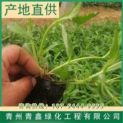 马鞭草种植基地 青鑫绿化柳叶马鞭草 小苗出售