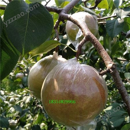 中梨4号梨树苗 早熟的新型梨树苗 果肉细脆汁多