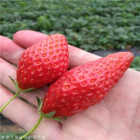 草莓苗 章姬草莓苗 基地现货供应红颜草莓苗