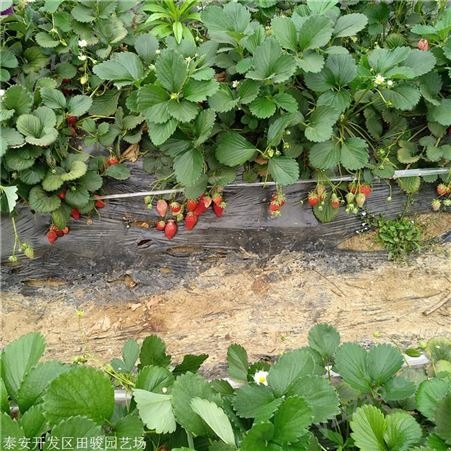 草莓苗 章姬草莓苗 基地现货供应红颜草莓苗