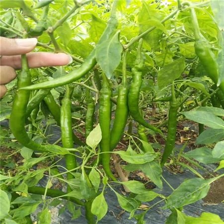 展宏 新鲜辣椒 应季时令蔬菜 产地直发