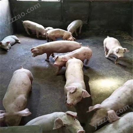 展宏 毛猪生猪销售 30斤猪崽 量大更惠