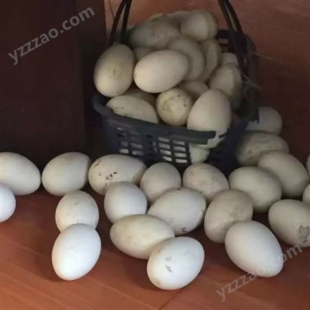农家生态散养粉白宁仑土鸡蛋 新鲜直发 大量供应