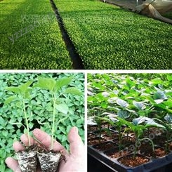河北蔬菜育苗机 自动化穴盘播种机厂家 辣椒番茄育苗播种机