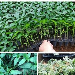 穴盘播种机  蔬菜花卉育苗播种机 自动化穴盘育苗机好用实用