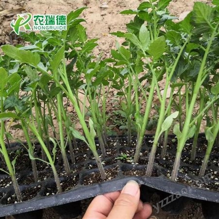 蔬菜花卉穴盘播种机 高效率高精播  省种子免见苗儿