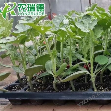 高科技高效率农瑞德穴盘育苗机  番茄黄瓜穴盘育苗播种机